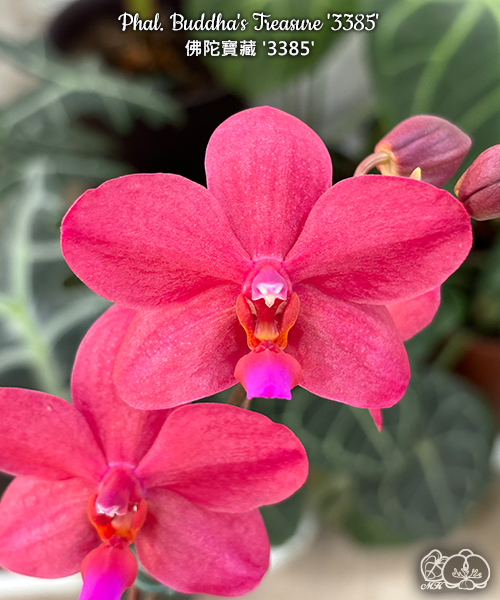 美琪園藝Miki Orchid - 品種詳細頁